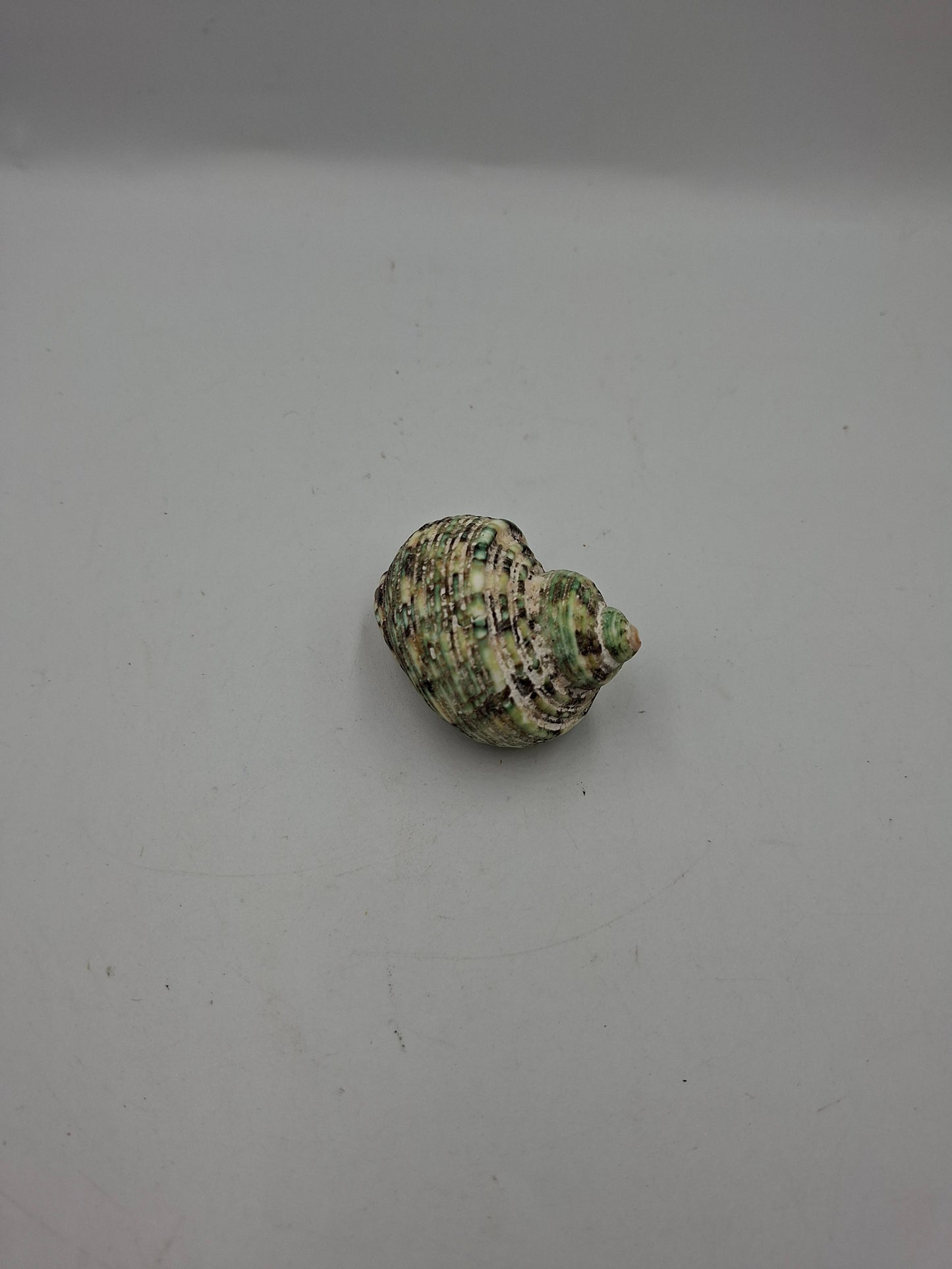 SHELL