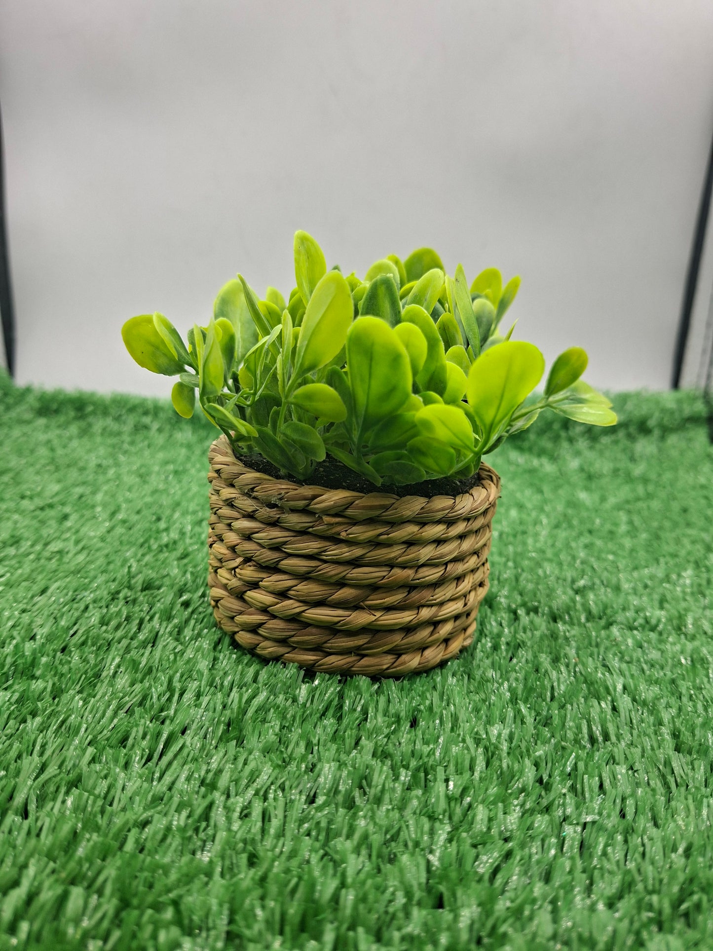 PLANT