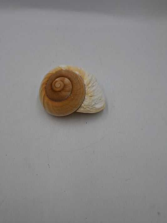 SHELL