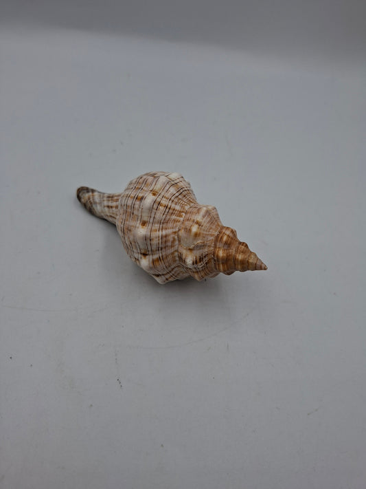 SHELL