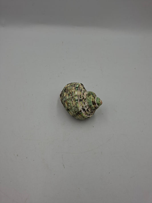 SHELL