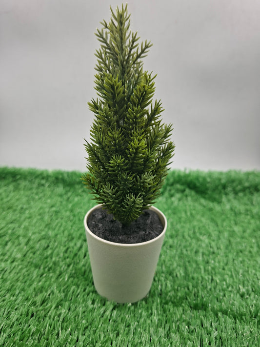 PLANT