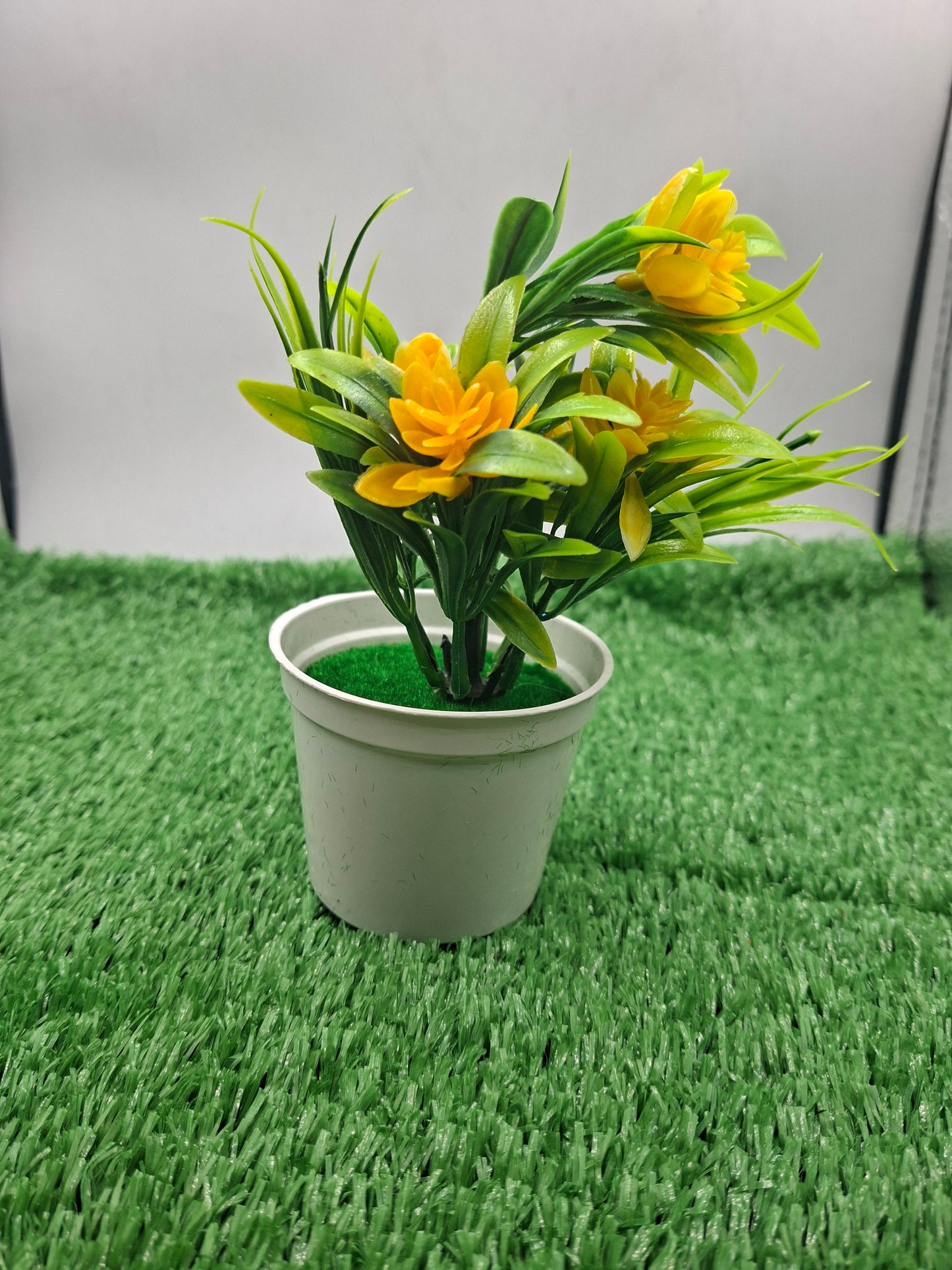 PLANT