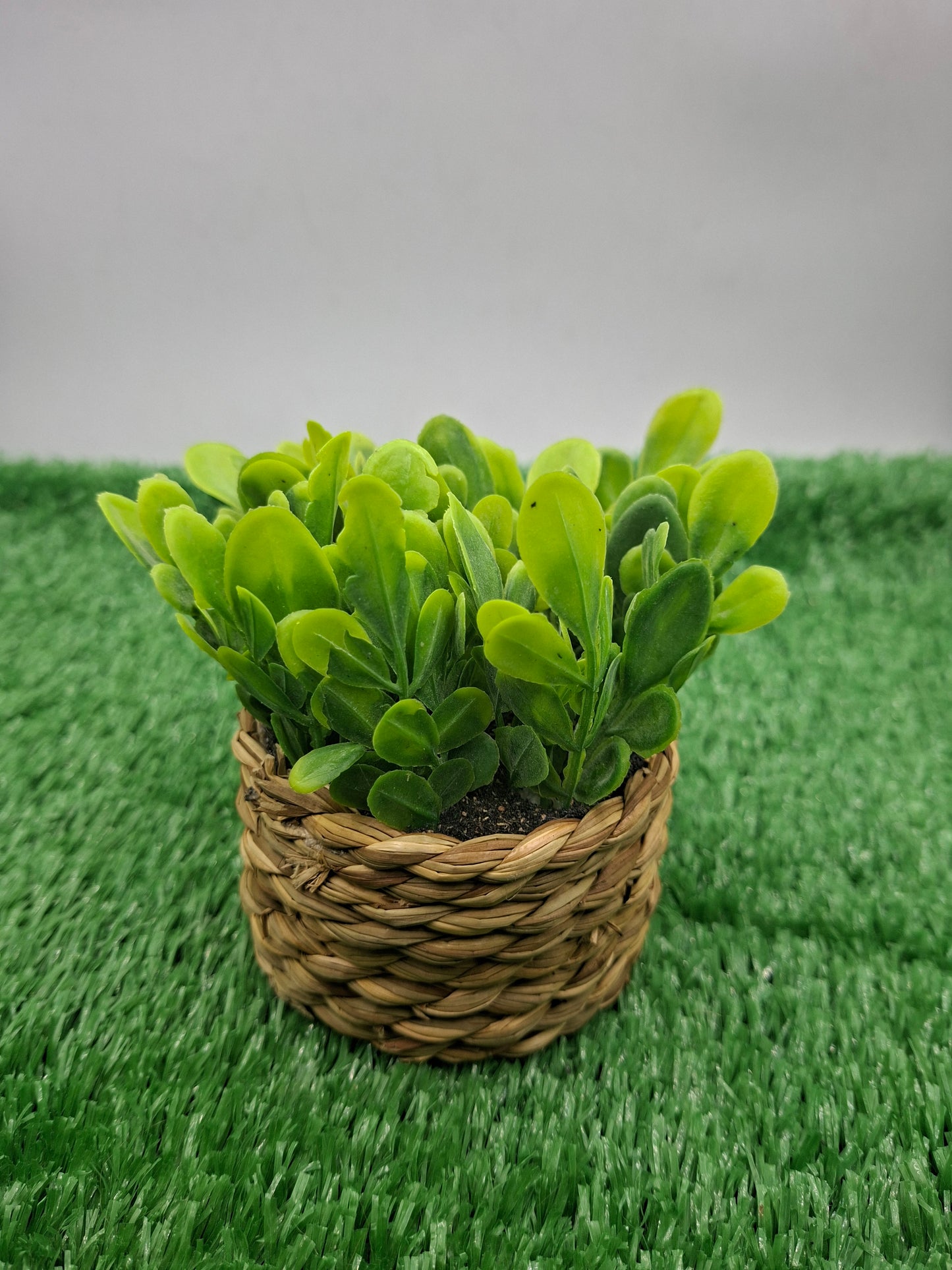 PLANT