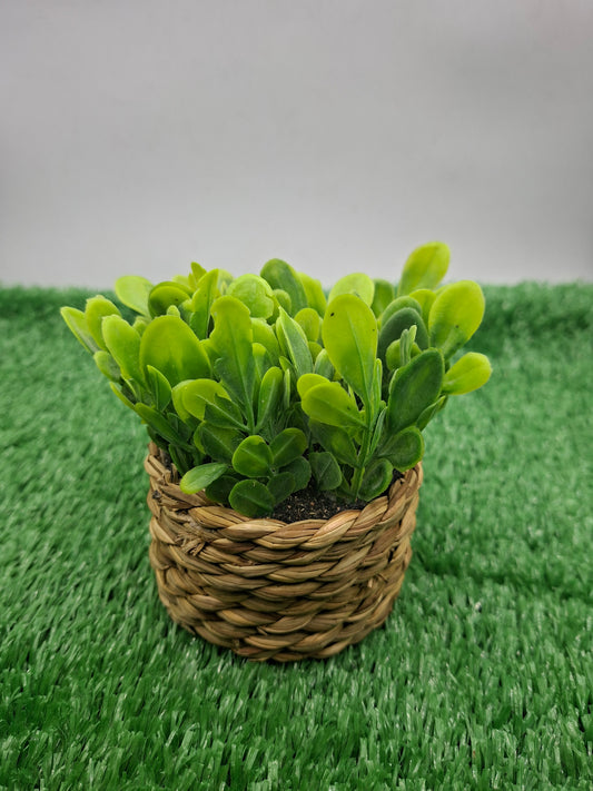 PLANT