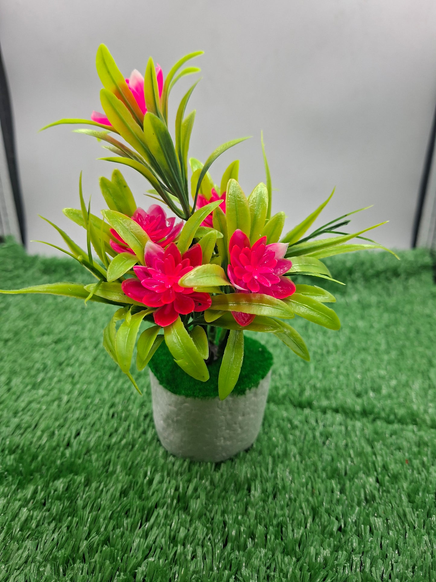 PLANT